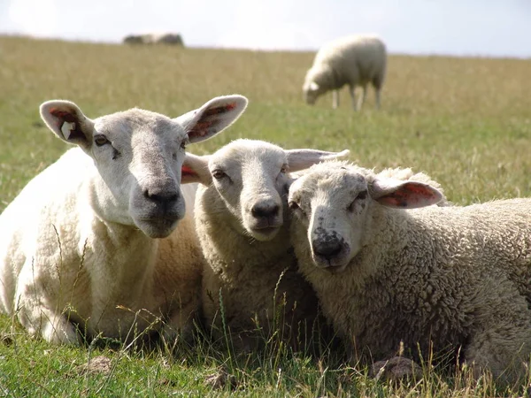 Als Landbouwhuisdier Gehouden Schapen Grasland — Stockfoto