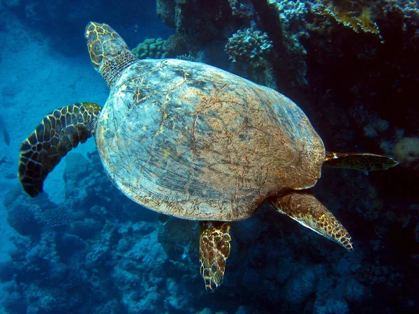 Tartaruga Tropicale Animale Fauna Naturale — Foto Stock