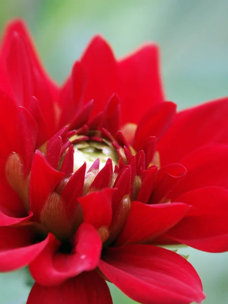 美しい花 花のコンセプトの背景 — ストック写真