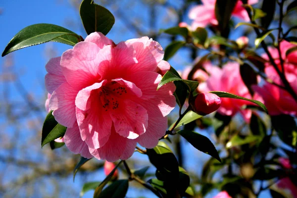 Hermosas Flores Fondo Concepto Floral — Foto de Stock