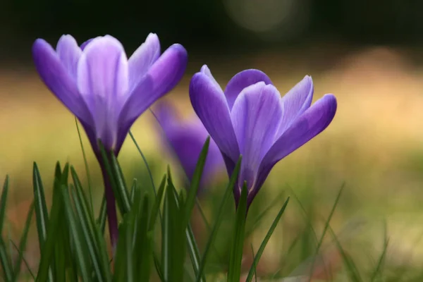 Crocus Flowers Spring Flora — Stock Photo, Image