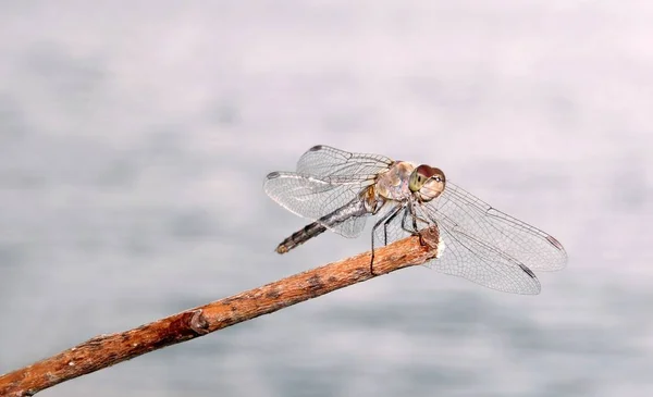 Detailní Makro Pohled Hmyz Vážky — Stock fotografie