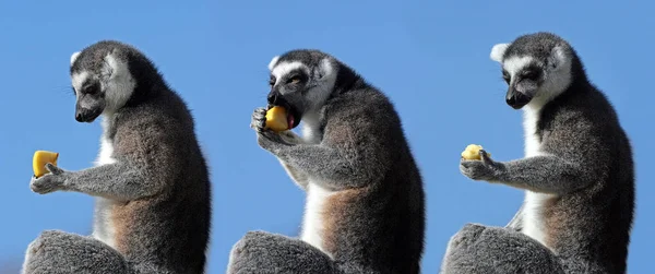 Ring Tailed Lemur Animal Flora Fauna — Stock Photo, Image