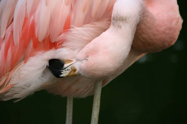 Burung Anggun Berwarna Merah Muda — Stok Foto