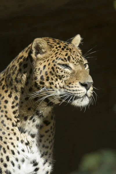 Gepard Kot Lampart Zwierzę Dziki Kot — Zdjęcie stockowe