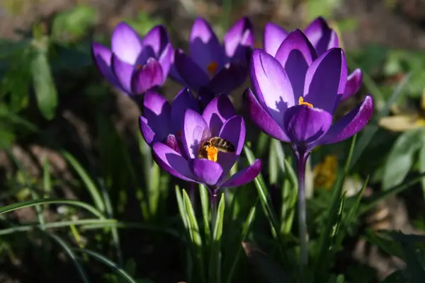 Krokusar Blommande Blommor Naturen Flora — Stockfoto