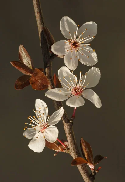 Vista Hermosas Flores Primavera — Foto de Stock
