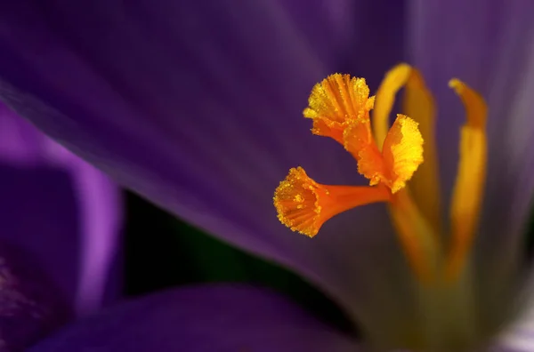 Első Tavaszi Virágok Krokusz — Stock Fotó