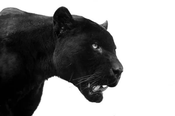 Black Panther Animal Cat — Stock Photo, Image