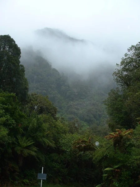 野生森林植物区系景观 — 图库照片