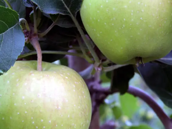 Frutas Frescas Maduras Alimentación Saludable — Foto de Stock