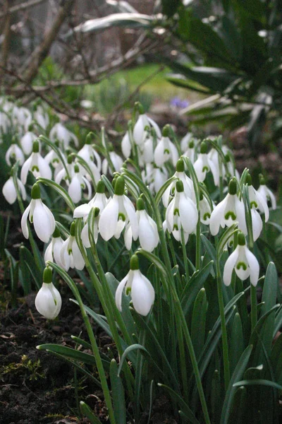 Frühling Weiße Schneeglöckchen Blumen — Stockfoto