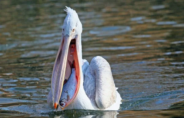 Pássaro Pelicano Com Bico Longo — Fotografia de Stock