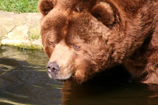 Niedźwiedź Brunatny — Zdjęcie stockowe