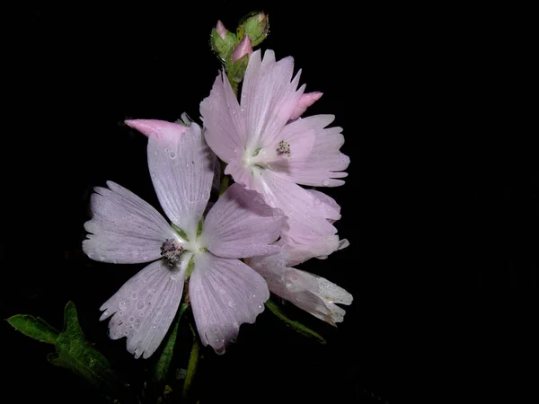 Flores Bonitas Fundo Conceito Floral — Fotografia de Stock