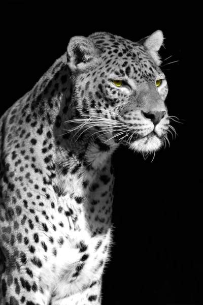 Ein Leopard Etwas Funktionierte — Stockfoto