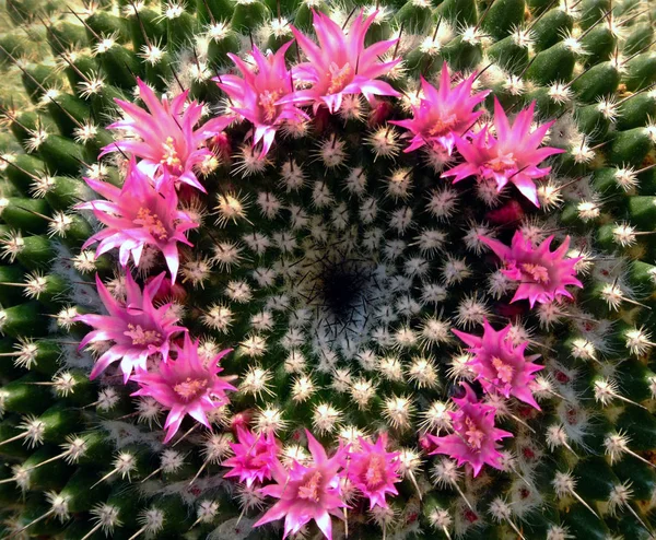 Bunga Kaktus Flora Cacti Pertumbuhan — Stok Foto