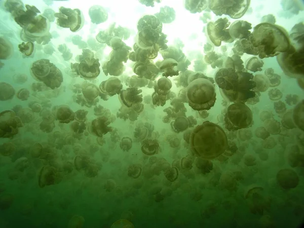 aquatic jellyfish sea underwater, sea life creature