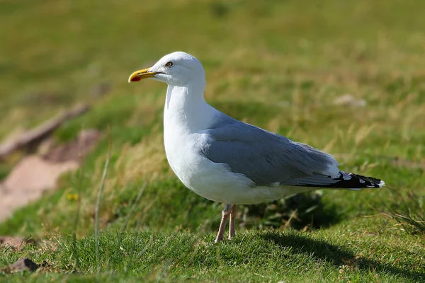 Vista Panorámica Hermoso Pájaro Lindo Gaviota —  Fotos de Stock