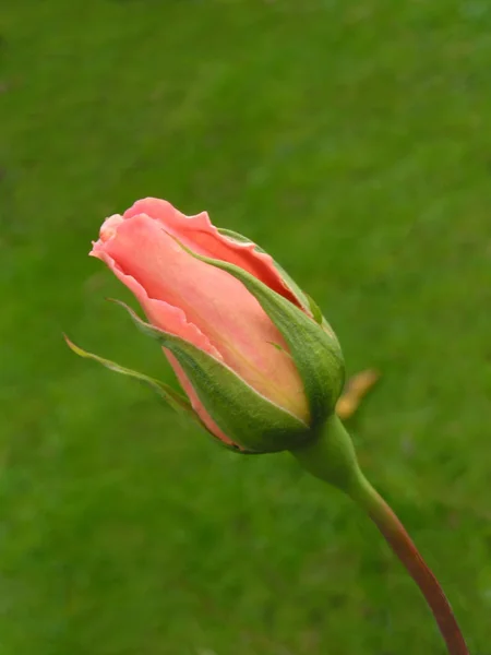 Krásný Botanický Záběr Přírodní Tapety — Stock fotografie