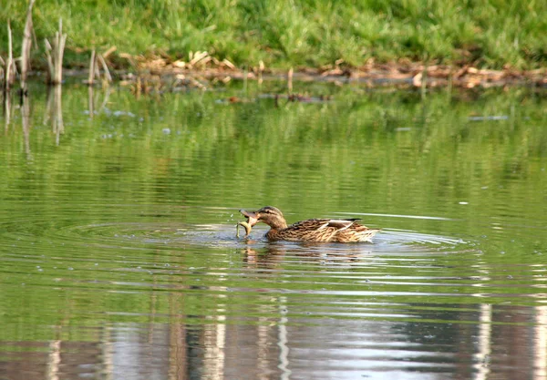 Animal Anfíbio Selvagem — Fotografia de Stock