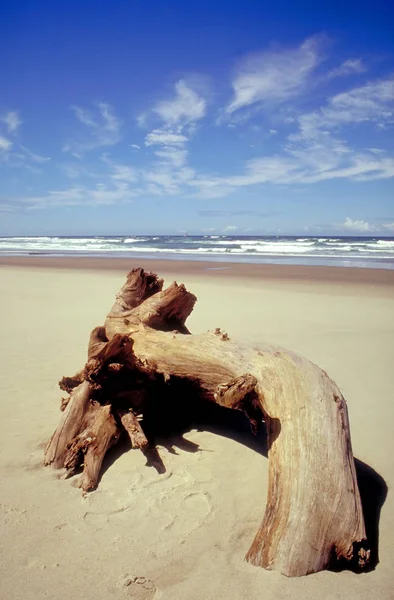 Driftwood Στην Παραλία Στο Όρεγκον — Φωτογραφία Αρχείου