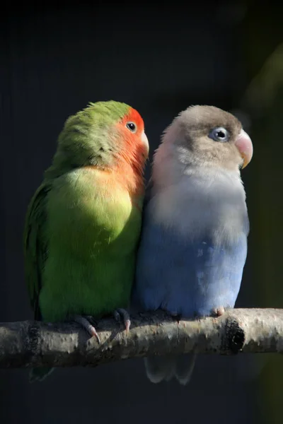 Scenic View Beautiful Parrot Nature — Stock Photo, Image