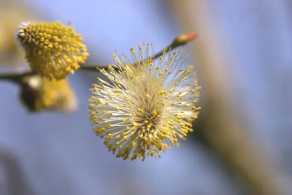 Pussy Willow Spring Catkin — Stockfoto