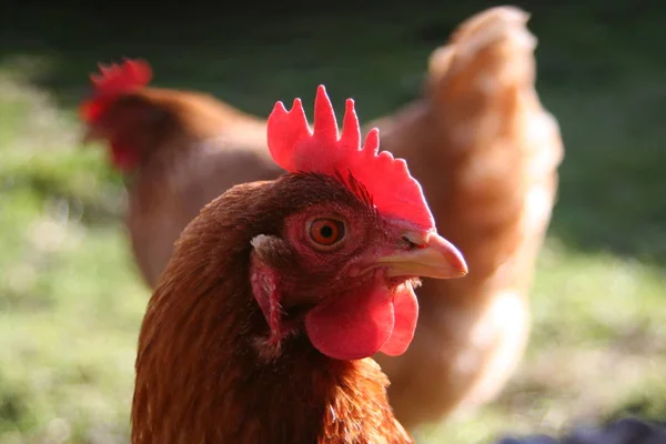 Doğadaki Güzel Kuşun Manzarası — Stok fotoğraf