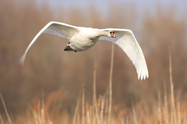 Vista Panorámica Del Majestuoso Cisne Naturaleza — Foto de Stock