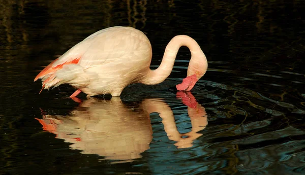 Die Traumbilder Sind Wie Spiegelbilder Wasser Verzerrt Durch Die Bewegung — Stockfoto