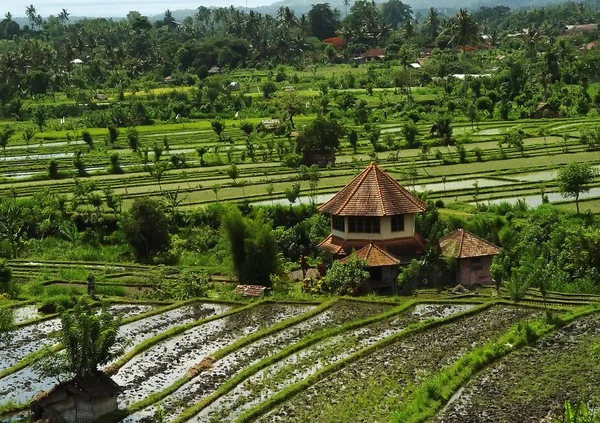 Rice Terraces Bali Peaceful Abang Island — Stock Photo, Image