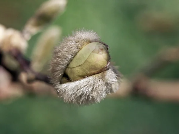 Piękne Botaniczne Ujęcie Naturalna Tapeta — Zdjęcie stockowe