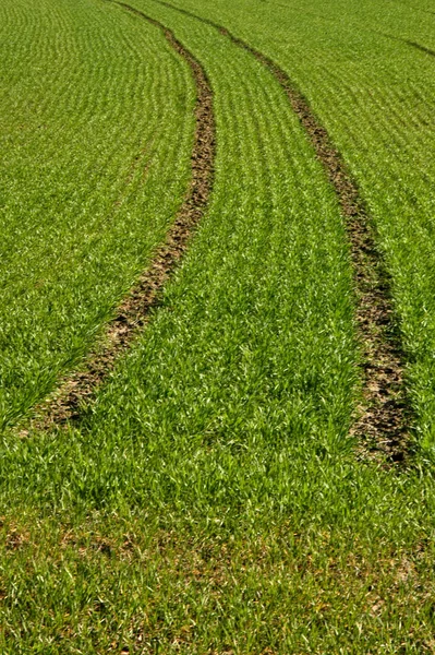 Vista Panoramica Dell Agricoltura Campagna — Foto Stock