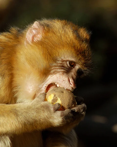 Singe Primate Animal Faune — Photo