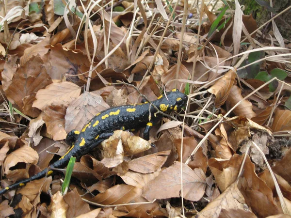 Salamandra Animale Rettili Lucertola — Foto Stock