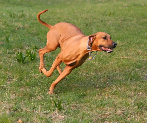 Фотография Симпатичных Собак Открытом Воздухе — стоковое фото