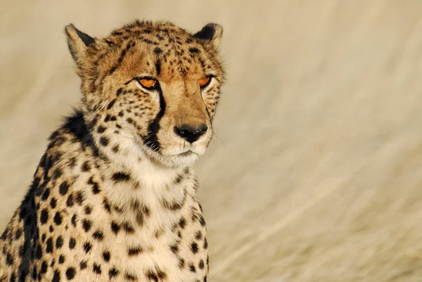 Cheetah Gato Leopardo Animal — Fotografia de Stock