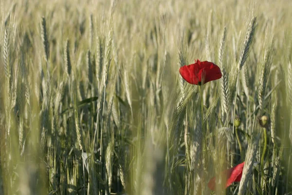 Vue Rapprochée Belles Fleurs Pavot Sauvage — Photo