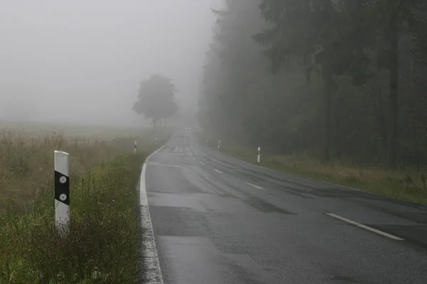 Foresta Con Strade Bagnate — Foto Stock