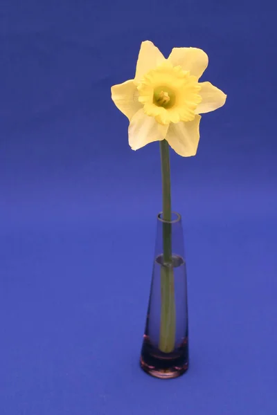 Narzissen Narzisse Blüht Blütenblätter — Stockfoto