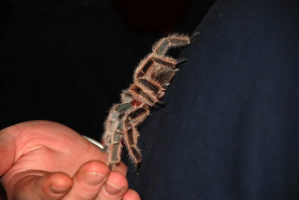 Única Maneira Livrar Sua Aracnofobia Entrar Contato Com Animal Muitas — Fotografia de Stock