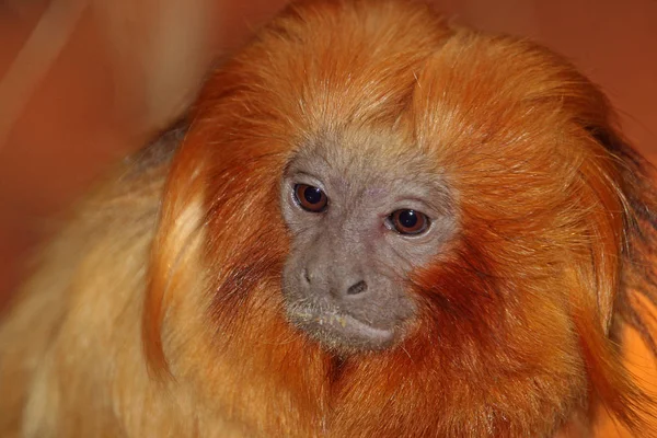 Singe Primate Animal Faune — Photo