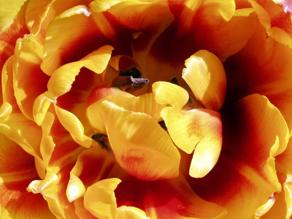 Belles Fleurs Tulipes Pétales Flore — Photo