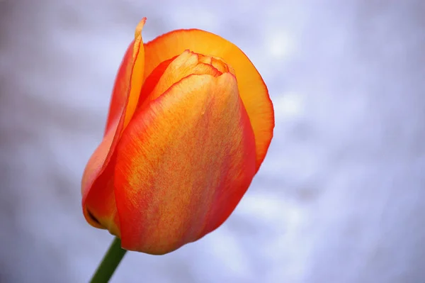 Vacker Utsikt Över Vackra Tulpan Blomma — Stockfoto