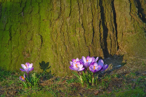 Crocus Flowers Spring Flora — Stock Photo, Image