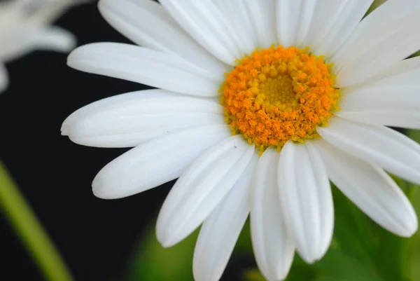 Güzel Marguerite Çiçeklerinin Manzarası — Stok fotoğraf