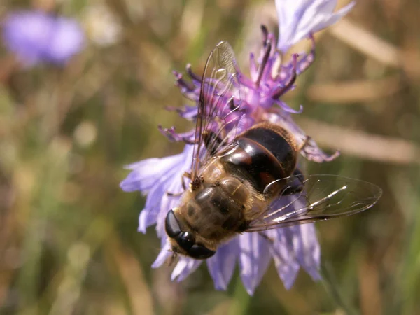 Nahaufnahme Von Insekten Der Natur — Stockfoto