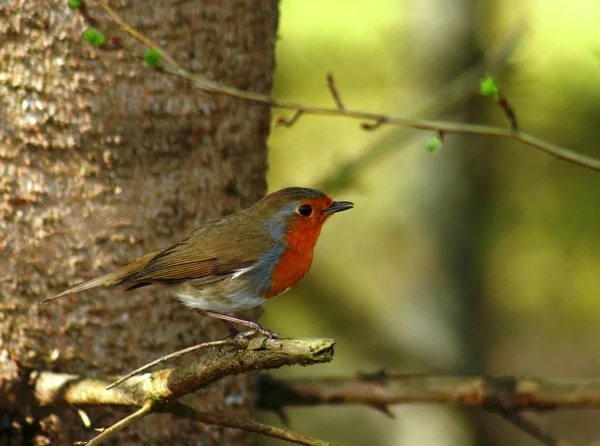 Vista Panorámica Hermoso Pájaro Naturaleza — Foto de Stock