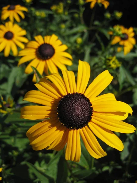 Sol Uma Flor — Fotografia de Stock